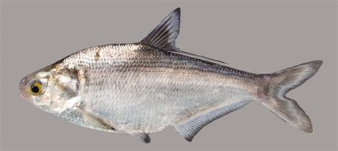 gizzard shad fish pictures.